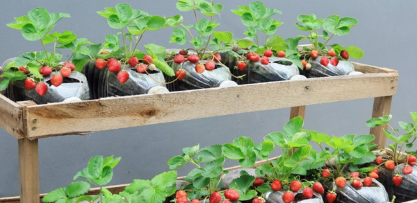 9 conseils pour cultiver des fraises sucrées en abondance Ma belle-mère achète ces pilules