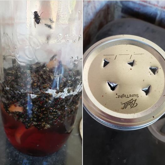 9+ façons d’éloigner les fourmis, les puces et autres parasites de votre maison