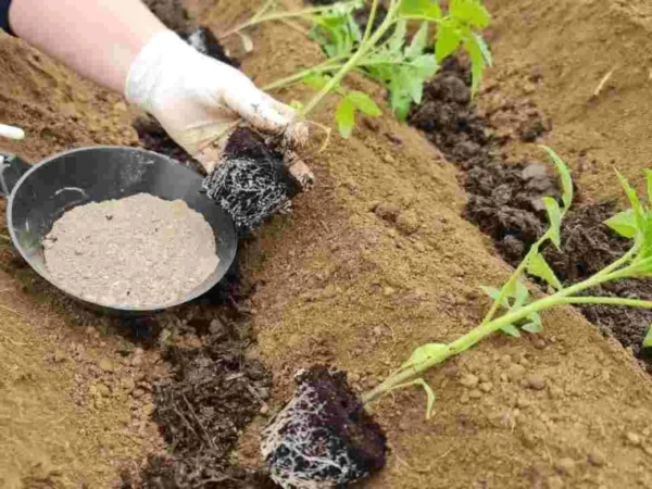 AJOUTEZ CE NUTRIMENT AVANT LA PLANTATION : DOUBLEZ IMMÉDIATEMENT VOTRE RENDEMENT DE TOMATE