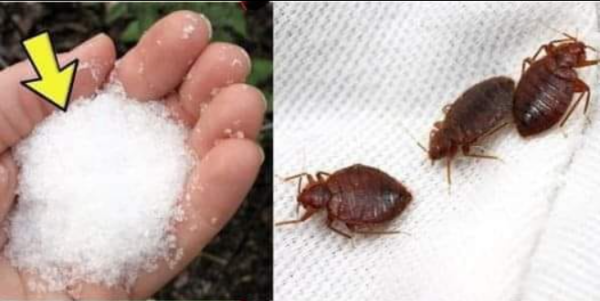 Adieu les punaises de lit dans le jardin, autres que les insecticides chimiques: elles flottent donc immédiatement