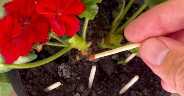 Allumettes dans les plantes, pourquoi les jardiniers ont commencé à le faire : la vraie raison