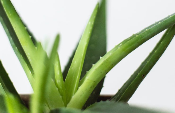 Aloe Vera : tout savoir sur la plante miracle