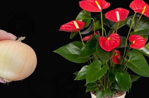 Anthurium, avec ce mouvement votre plante fleurira toute l’année sans interruption