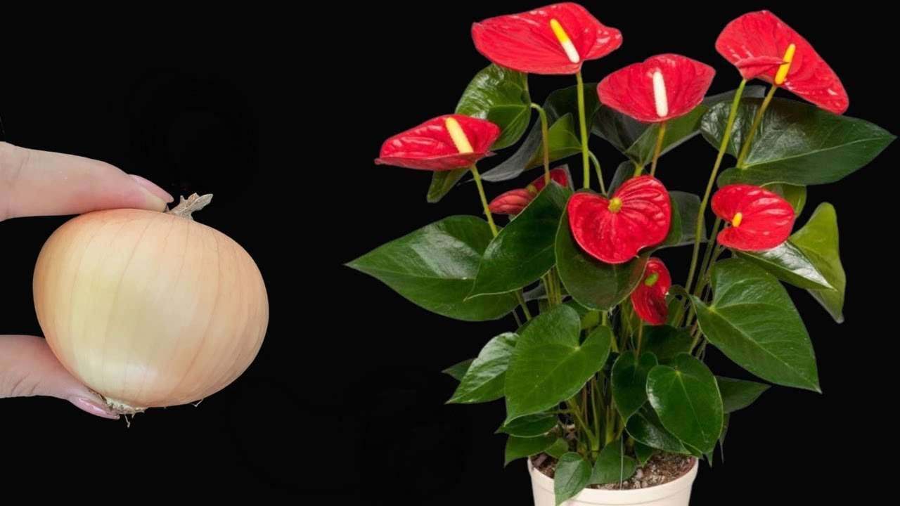 Anthurium e cipolla Anthurium et oignon