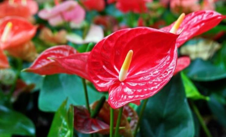 Anthurium Anthurium