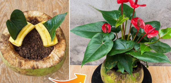Anthurium, une poignée suffit pour le faire fleurir comme jamais : il dure des années Ma belle-mère achète ces pilules…