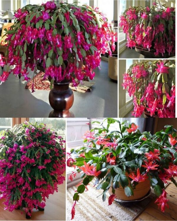 Apprendre à Faire Propager Et Fleurir Un Cactus De Noël