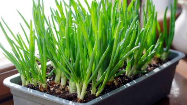 Apprenez à planter des oignons verts en pot ou dans votre jardin