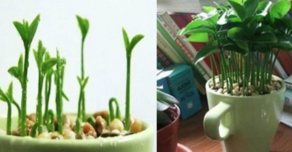 Apprenez à planter du citron dans une tasse et votre maison sentira toujours bon