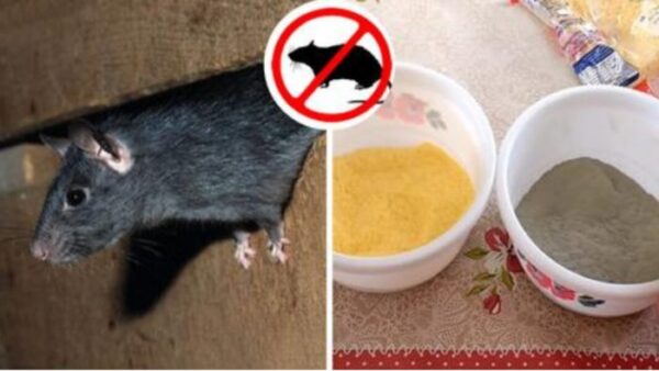 Apprenez à vous débarrasser des rats dans votre maison avec ces formules maison