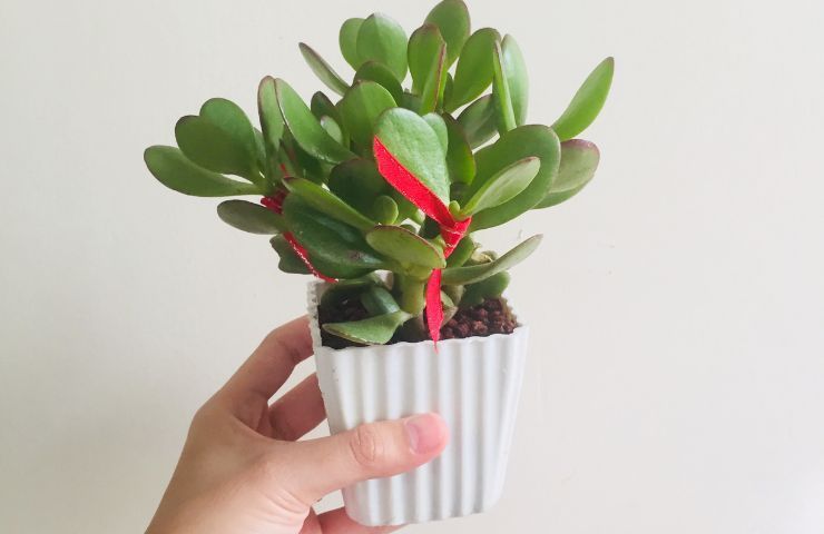 production de feuilles d'arbre de Jade