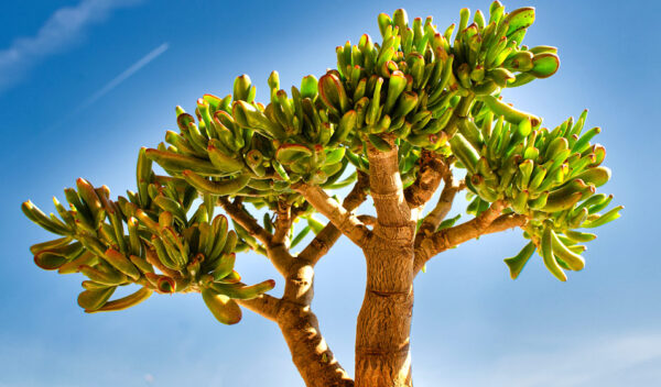 Arbre de jade, avec une seule cuillerée de cet ingrédient, il fleurit magnifiquement.