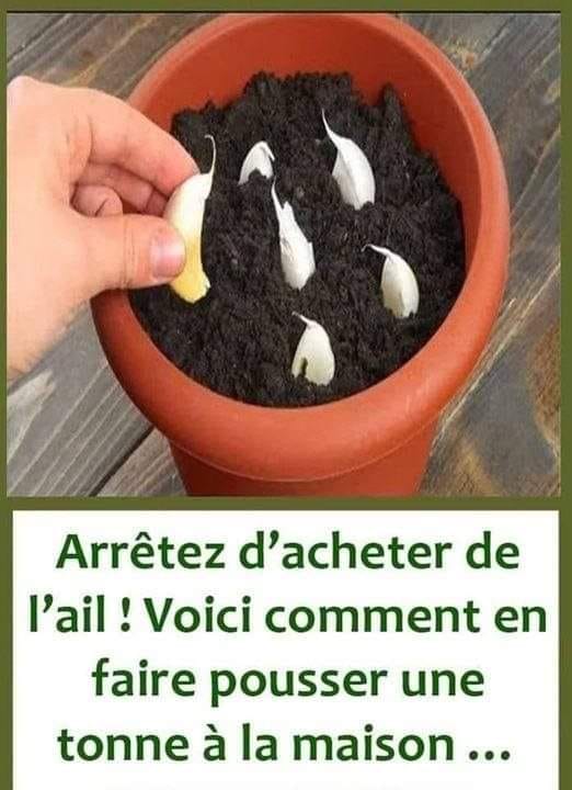 Arrêtez d’acheter de l’ail ! Voici comment en faire pousser une tonne à la maison …