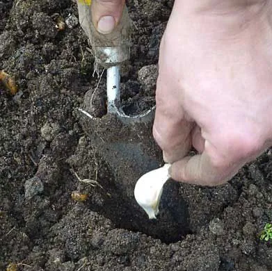 Arrêtez d’acheter de l’ail ! Voici comment en faire pousser une tonne à la maison …