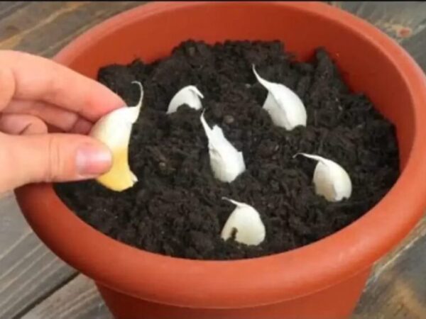 Arrêtez d’acheter de l’ail ! Voici comment en faire pousser une tonne à la maison …