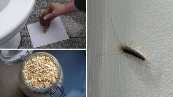 Astuces pour éloigner les poissons d’argent de la maison et ne jamais les ramener