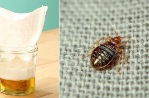 Astuces pour se débarrasser définitivement des punaises de lit