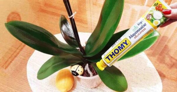 Avec ce traitement, l’orchidée sera luxuriante et fleurira pendant des années