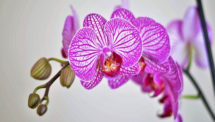 Orchidée colorée