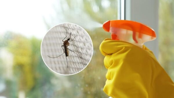 Avec cet ingrédient sur vos fenêtres, vous ne verrez même pas l’ombre des moustiques