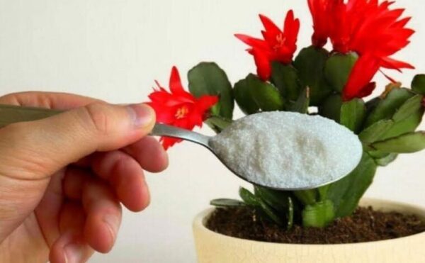 Avec une pincée de cela, il fleurit instantanément n’importe quelle fleur que vous avez à la maison.