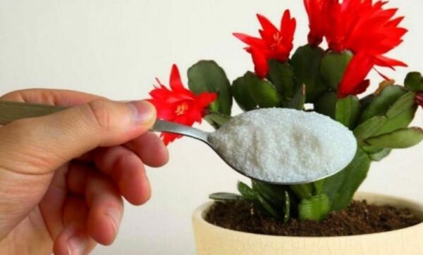 Avec une pincée de cela, il fleurit instantanément n’importe quelle fleur que vous avez à la maison.