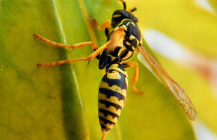 Guêpe danger arbre fruitier