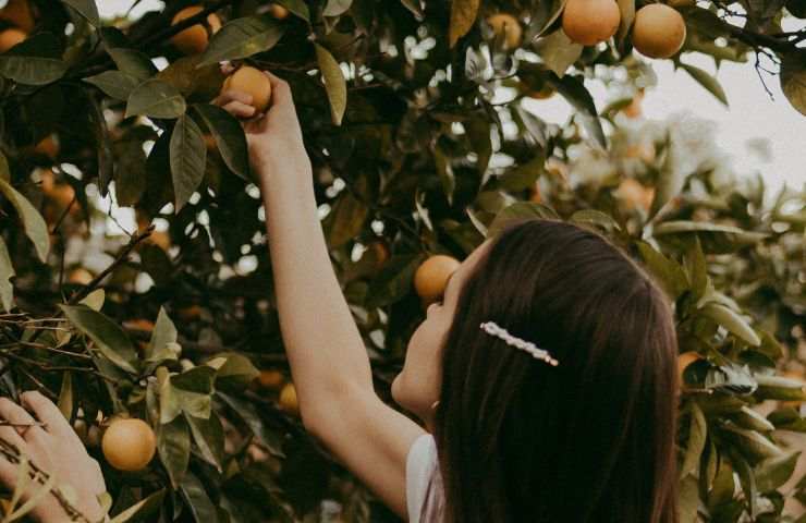 Récolte du motif de danger des arbres fruitiers