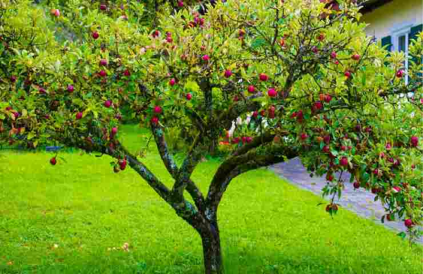 Avez-vous des arbres fruitiers dans le jardin ? Il faut garder les yeux ouverts : pourquoi