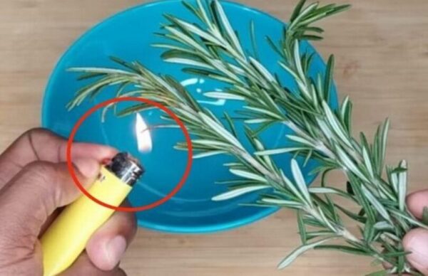 Brûlez 1 brin de romarin à la maison et voyez ce qui se passe après 10 minutes