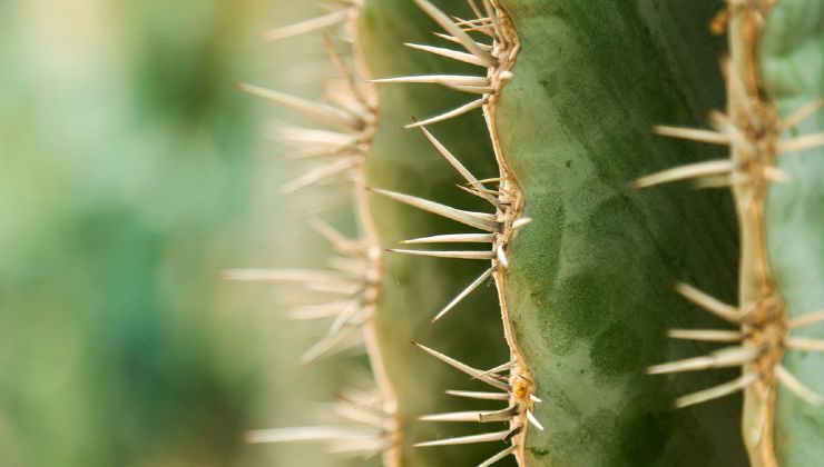 Cactus metodo per esperti