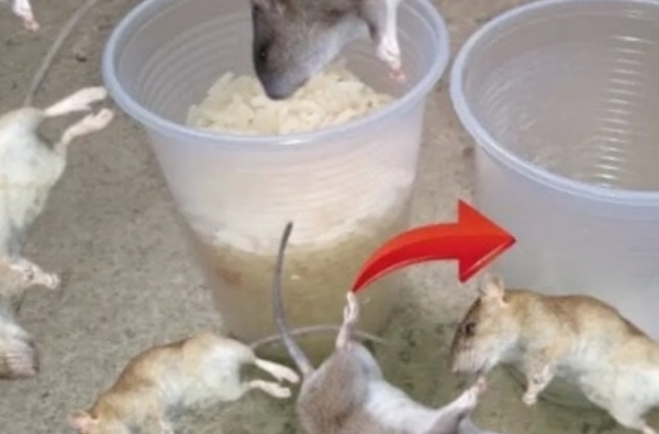 CELA FAIT DISPARAÎTRE LES RATS ET LES CAFARDS LE MÊME JOUR