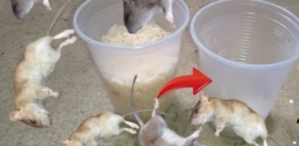 CELA FAIT DISPARAÎTRE LES RATS ET LES CAFARDS LE MÊME JOUR