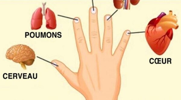 CHAQUE DOIGT EST CONNECTÉ À UN ORGANE, PRESSEZ-LE 5 SECONDES POUR SOULAGER LA DOULEUR