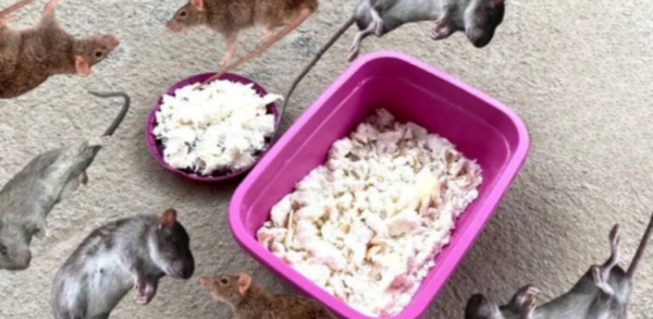 COMMENT ÉLIMINER LES RATAS ET LES CUCARACHAS D’UN SEUL COUP, TRUCO CASERO INFALIBLE