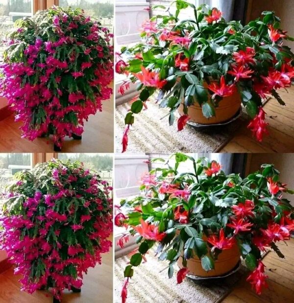 Cactus de Noël : voici comment la faire pousser et l’entretenir pour qu’il dure longtemps