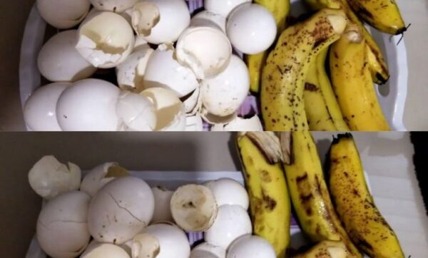 Ces 2 ingrédients valent leur pesant d’or au potager et au jardin : un engrais très puissant