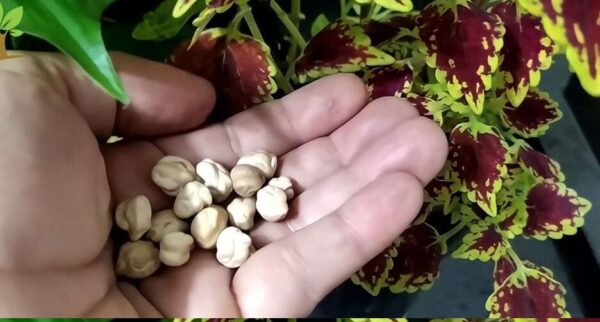 C’est de l’or pour faire pousser vos plantes : une tasse suffit pour faire éclater de nombreuses fleurs.
