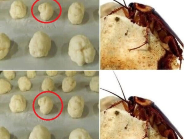 C’est un moyen efficace de détruire tous les cafards de votre maison