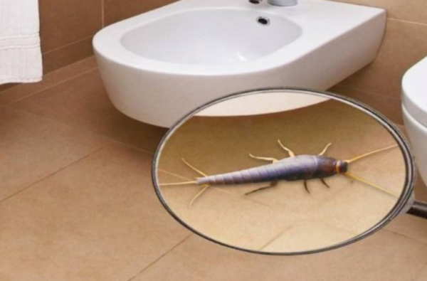 Cet insecte vit souvent dans nos salles de bain. Cet insecte est-il dangereux et pourquoi se déclenche-t-il ?