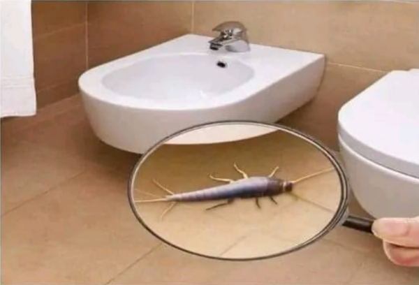 Cet insecte vit souvent dans nos salles de bain. Cet insecte est-il dangereux et pourquoi se déclenche-t-il ?