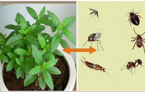 Cette Plante est une Bénédiction de Dieu, Elle Chasse les Souris, les Araignées et autres Insectes de votre Maison