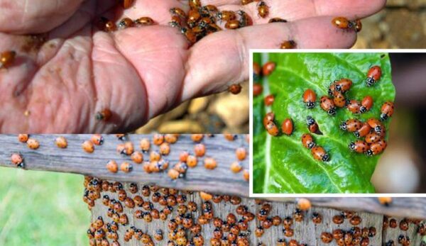 Comment Attirer Des Milliers De Coccinelles Dans Votre Jardin, Les Y Garder Et Comprendre Pourquoi Elles Sont Si Importantes Pour Votre Jardin