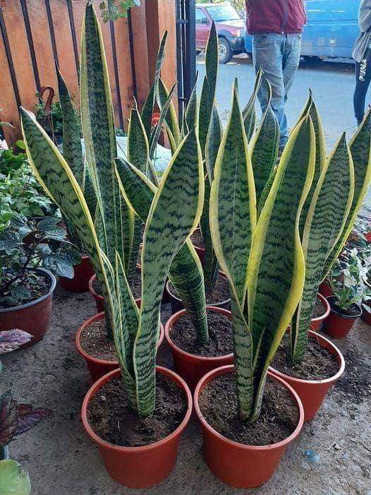 Comment Entretenir et Sublimer votre Sansevieria ?