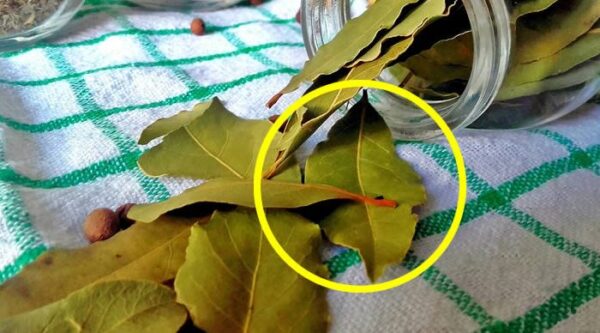 Comment Nettoyer la Maison avec des Feuilles de Laurier ?