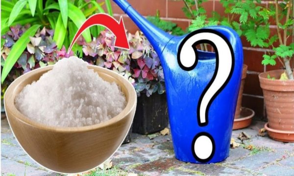 Comment assurer une floraison toute l’année avec une cuillère à café d’ingrédient simple