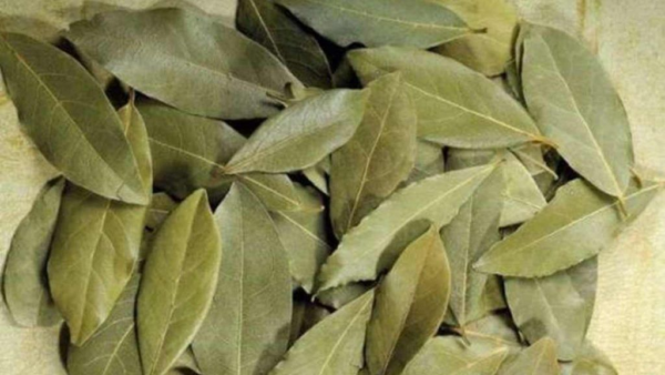 Comment économiser de l’argent en hiver : l’astuce des feuilles de laurier va vous surprendre