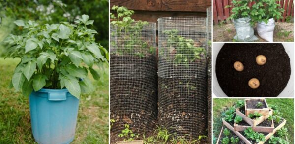 Comment cultiver des pommes de terre dans des récipients