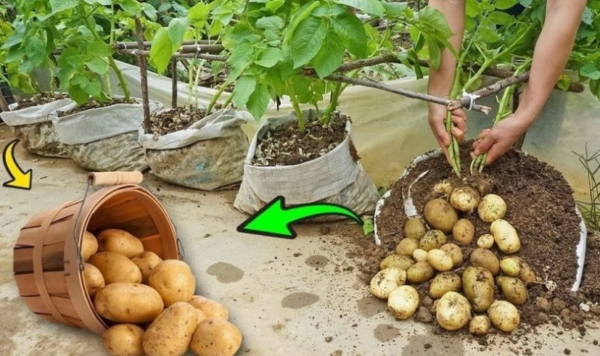 Comment cultiver des pommes de terre à la maison