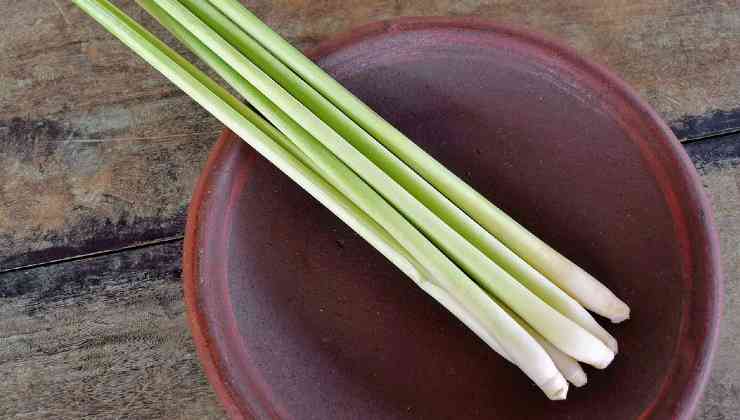 faire pousser de la citronnelle